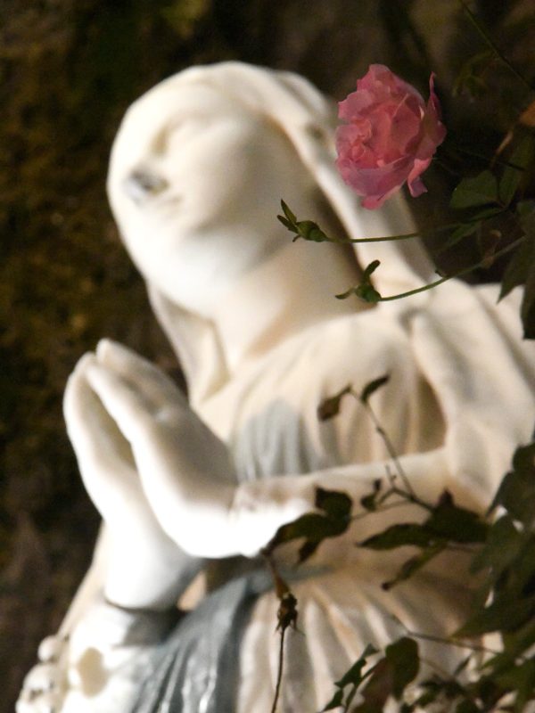 Rose fleurie dans la grotte de Massabielle