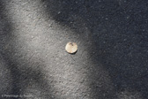 DSC00449.jpg
