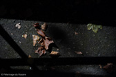 DSC01142.jpg