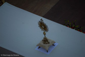 DSC_0266.jpg