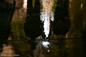 DSC_2500.jpg