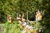 DSC_3096.jpg