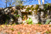 DSC_3102.jpg