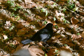 DSC_3394.jpg