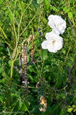DSC_6513.jpg