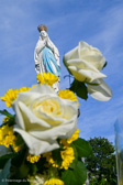 DSC_6516.jpg