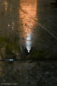 DSC_6681.jpg