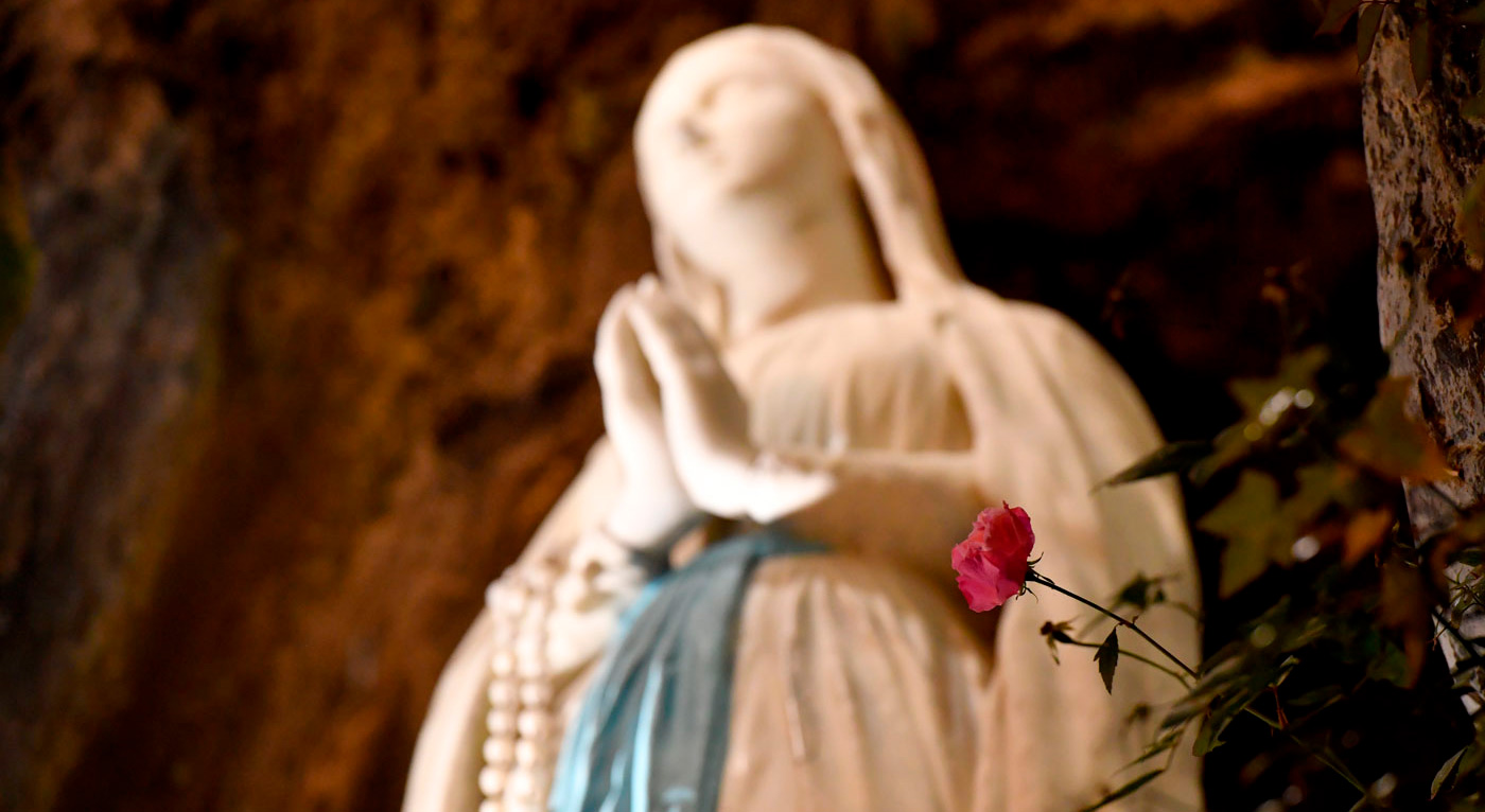 DSC_1719-rose2